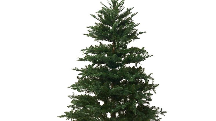 VINTERFINT juletræ 999 DKK.jpg