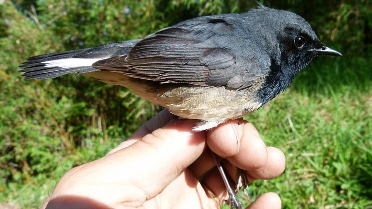 Sensationellt fågelfynd i Kina