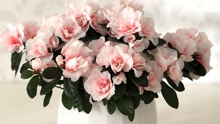 Oase de Lo, en vårazalea som skapar magi när inte så mycket annat blommar. Foto: Arvidssons i Fjärås