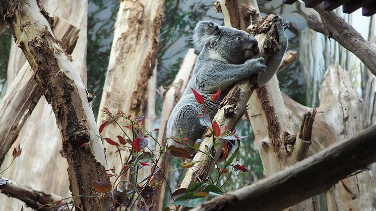 Tinaroo zieht ins Koala-Haus ein 