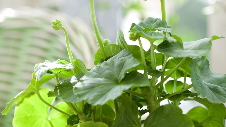 Pelargon 'Mårbacka'