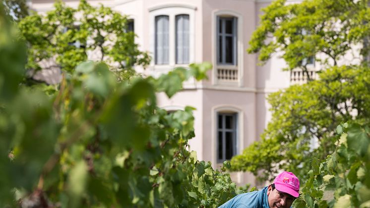 Vendanges 2023 Les Comtes Lafon-134.jpg