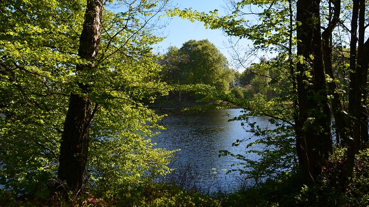 Ubbalt naturreservat. Foto: Helén Clargården