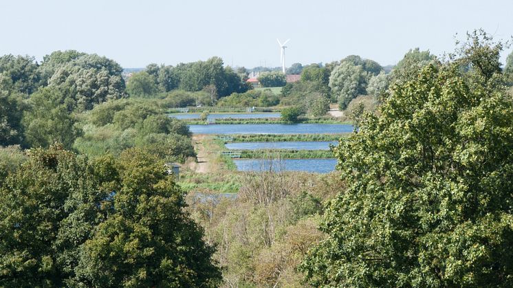 Dammarna vid Källby avloppsreningsverk i Lund