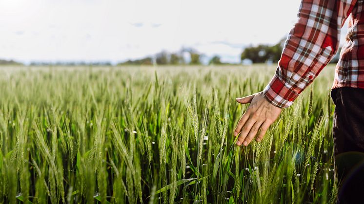 Danish Agro overskudsdeklarerer 48 mio. kr. til medlemmerne