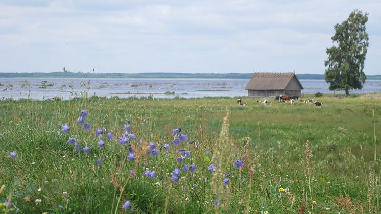 Betesmarker och ängar vid Hornborgasjön