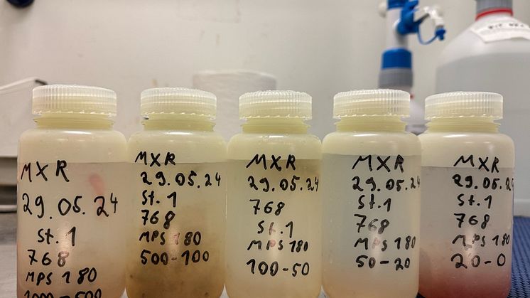 samples of calanus Photo Kanchana Bandara.jpg