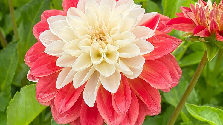 Dekorativdahlia 'Tangerine Sorbet' Blomsterlandet 2023