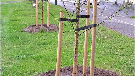Hämta gratis björkplantor