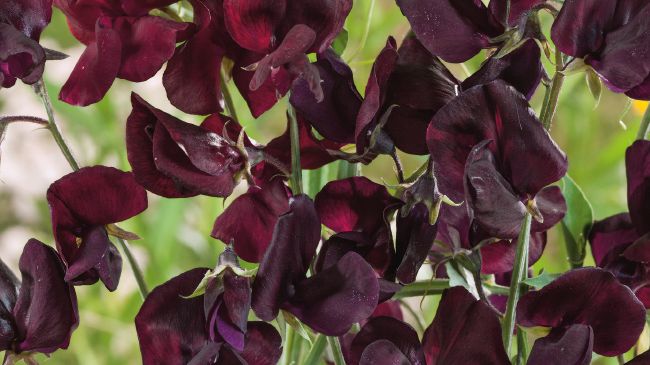 9. 'Beaujolais' -Blomsterlandet