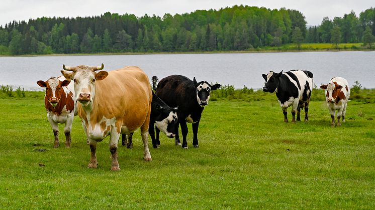 Torka orsakar foderbrist för djur – nu möjliggör Länsstyrelsen ytterligare foderproduktion