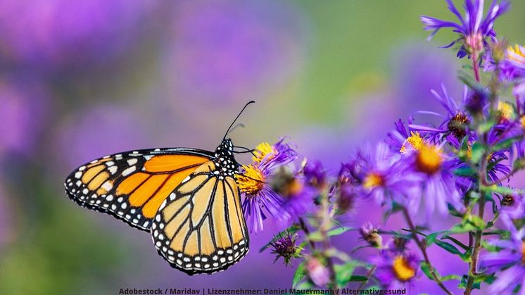 Studienlage: Schmetterlings-Enzym mit heilender Wirkung. Foto: Adobestock / Maridav