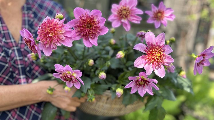 Årets Victoriadahlia 2025 - ’Starburst Pink’
- en Anemonblommig Sommardahlia som det påtagligt sprakar om.
