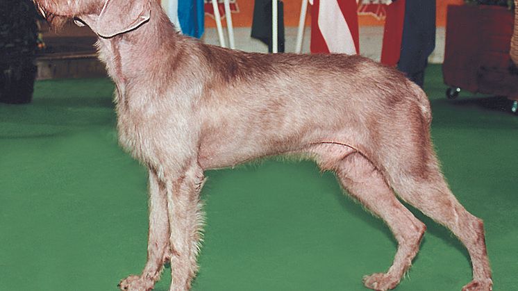 Ny ras i Sverige 2008 - slovenský hrubosrsty stavac