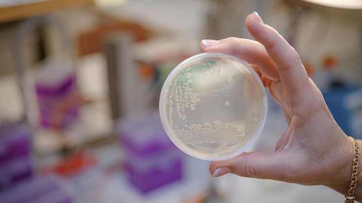Studier vid Umeå universitet visar att en ny klass av antibiotika är effektiv mot vissa multiresistenta bakterier. Foto: Mattias Pettersson