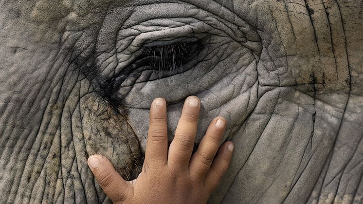 Schleich_Elefant_90 Jahre 