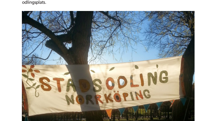 Urban odling växer i Norrköping