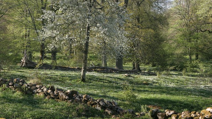 Pressmöte 2 maj 2016 Vårrundan Kinnekulle – ett säkert vårtecken 