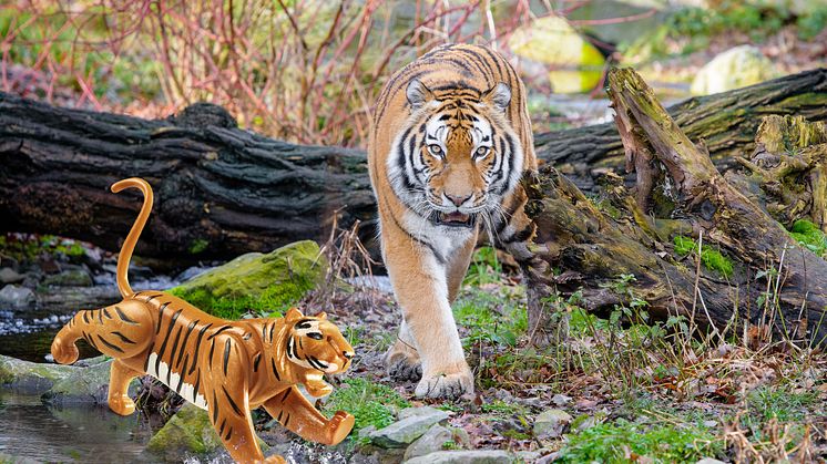 Tiger auf Streifzug im Duisburger Zoo