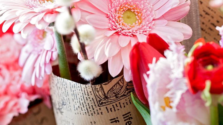 Gerbera rosa