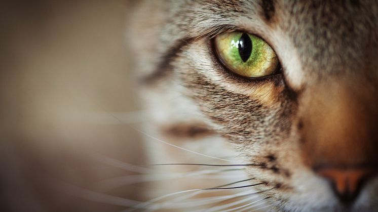 Bildkälla: iStock photo