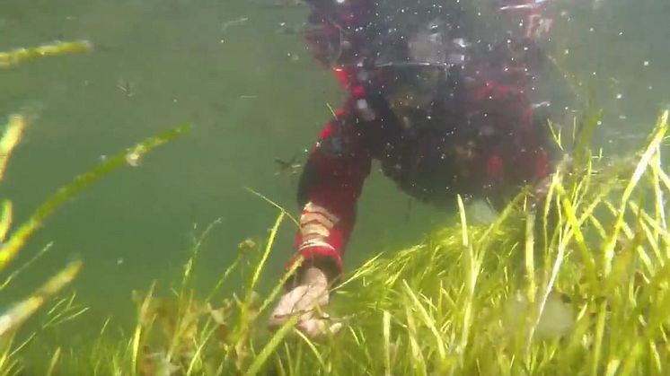 Från introduktionsfilm om restaurering av ålgräsängar. Havs- och vattenmyndigheten, Havsmiljöinstitutet vid Göteborgs universitet och Länsstyrelsen i Västra Götaland.