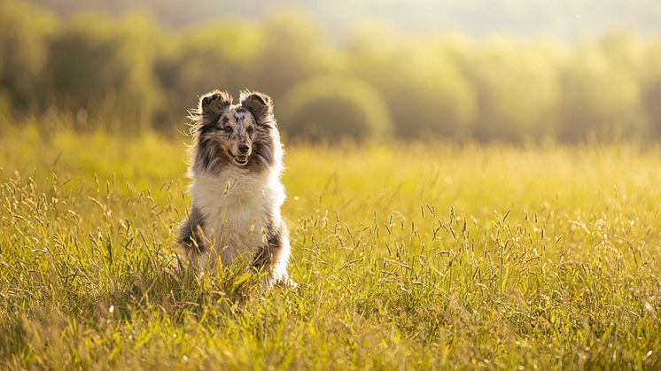Svelands Vårdguide är en gratis tjänst som erbjuder oberoende rådgivning för Svelands hund-, katt-, och smådjurskunder. Foto: Sveland Djurförsäkringar