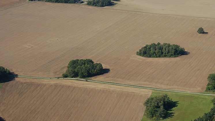 Exempel på små lövbestånd i ett mellansvenskt jordbrukslandskap (Uppland). Foto: Sara Cousins