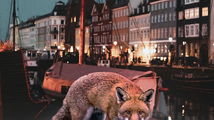 Omslag Lögner Janni Pedersen Kim Faber.jpg