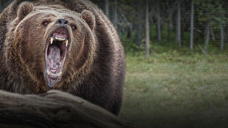 Nature Gone Wild on The HISTORY Channel