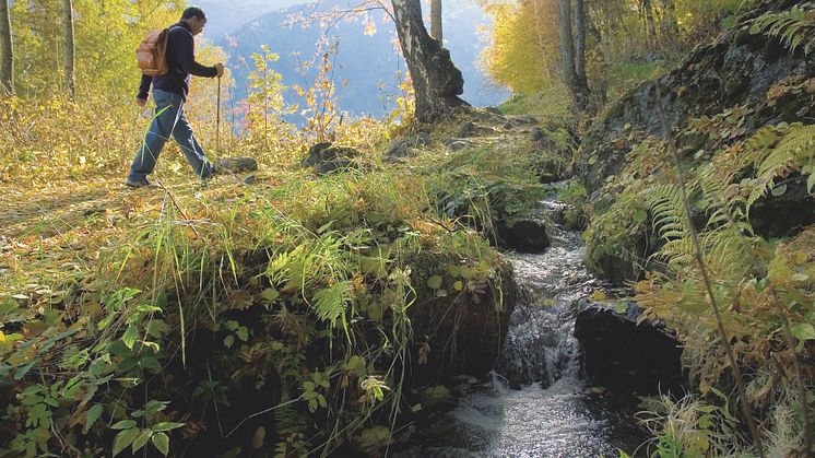 Suonenwanderweg Nendaz © Schweiz Tourismus Fotograf Robert Hofer