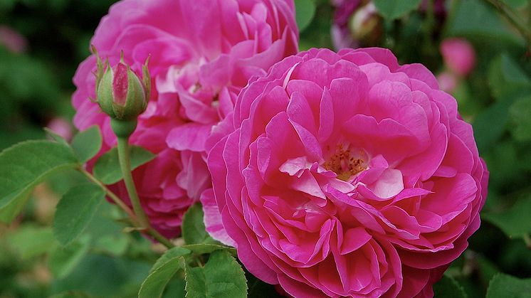 Splendor Plant Rosa Pipar Hans. Foto Helena Verghese Borg.jpg