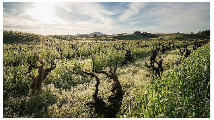Ridge Vineyard_Lytton Springs.jpg