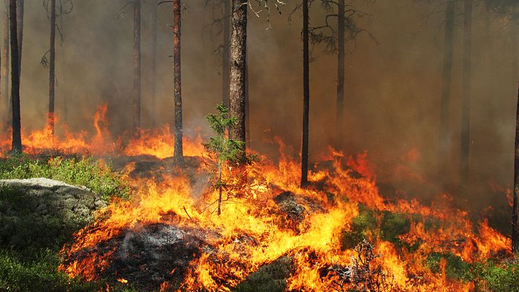 Dramatiska förändringar i växt- och djurliv efter storbranden i Västmanland