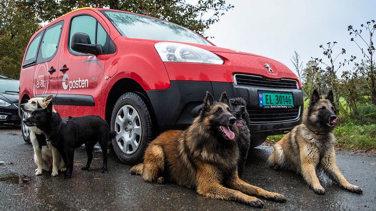 Tusenvis av hundeeiere ønsker at deres kjæledegge skal komme på frimerke som Posten gir ut i 2020. Foto: Håvard Jørstad