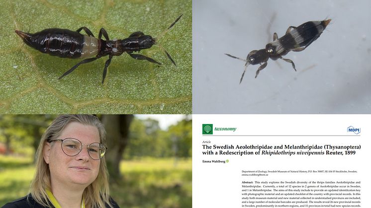 Emma Wahlberg, forskare på Naturhistoriska riksmuseet, har skrivit en artikel om rovtripsar i Sverige. Foto på tripsarna: Emma Wahlberg. Fotot på Emma Wahlberg: Helena Söderlundh/Sveriges Radio.