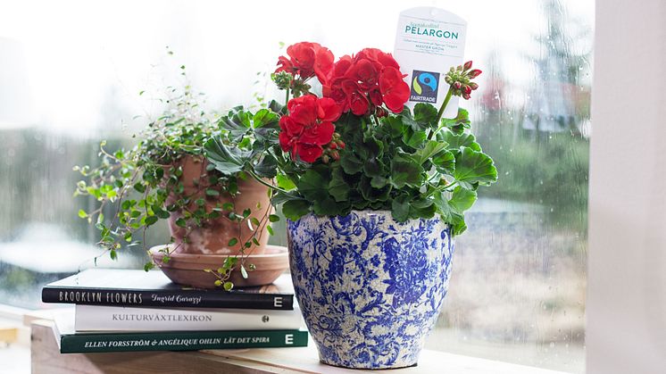 Nyhet! Fairtrade-märkta pelargoner