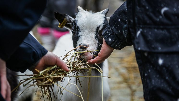 Der Mini-Streichelzoo des Tierpark Gettorf auf dem Asmus-Bremer-Platz erfreut besonders die Kleinen.