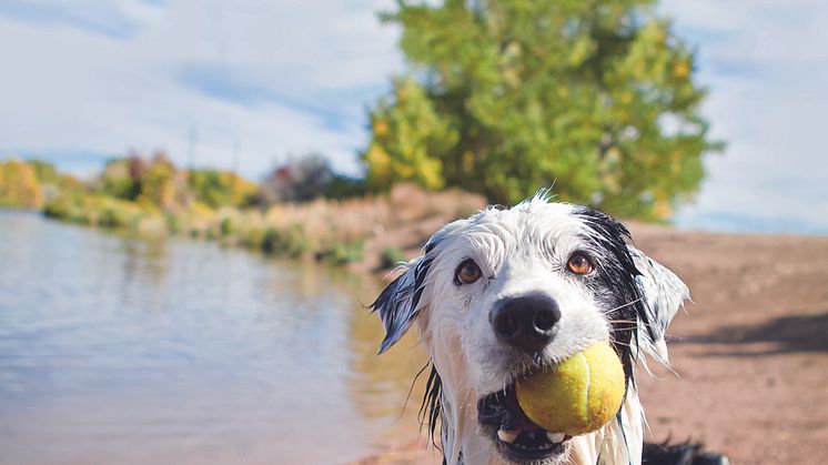 Fressnapf-Tierratgeber: Umgang mit Hunden bei Hitze im Sommer