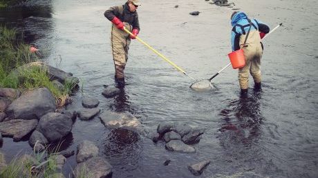 HaV inför nya regler för harr och öring i Norrbotten och Västerbotten
