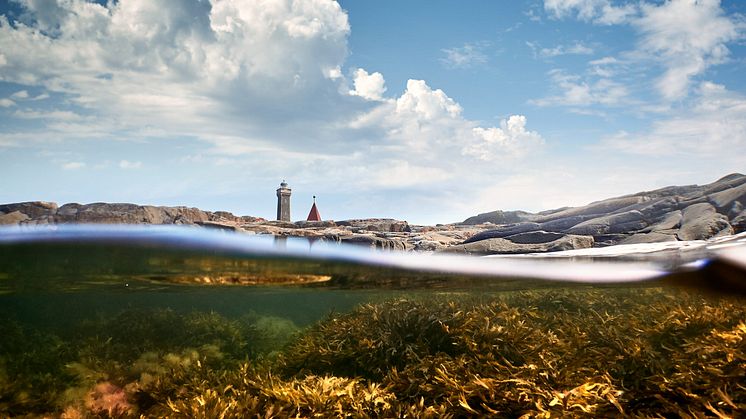 Under havoverflaten finnes den blå og bærekraftige maten. Foto: Jonas Ingman/Westsweden.com 