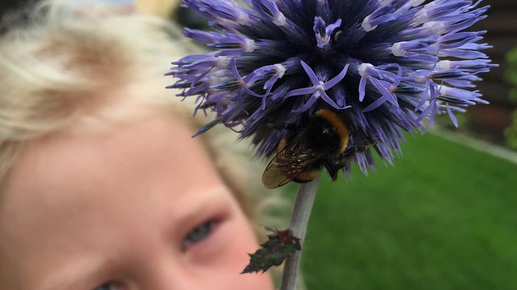 Biologiska mångfaldens dag firas med aktiviteter för hela familjen vid Habiteum (vid Sundspärlan) och i Jordbodalen. Foto:Eva Sunnerås