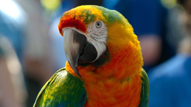 COMMENT: How the parrot got its chat (and its dance moves)