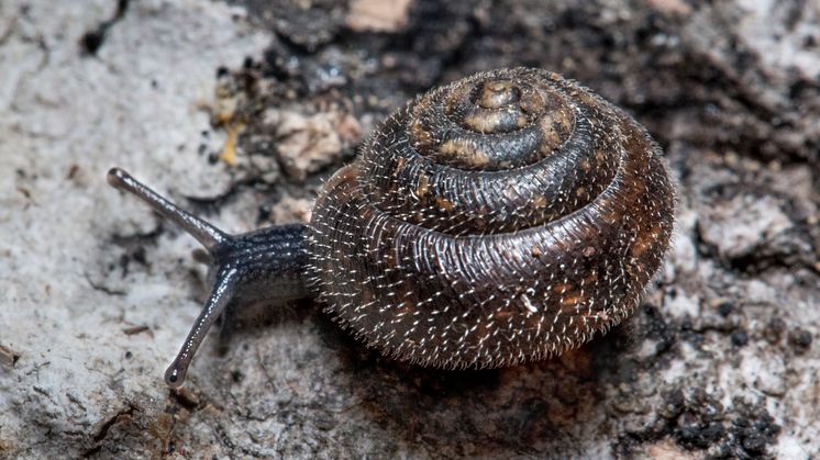 Skäggsnäcka, Trochulus hispidus_Foto_ Jonas_Roth