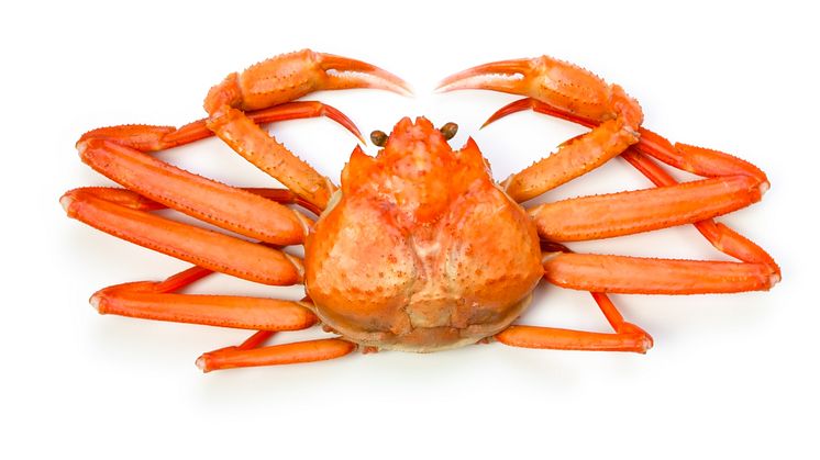 Snøkrabbe har blitt en vinner i frysedisken i amerikanske dagligvarebutikker. Foto: seafood.no