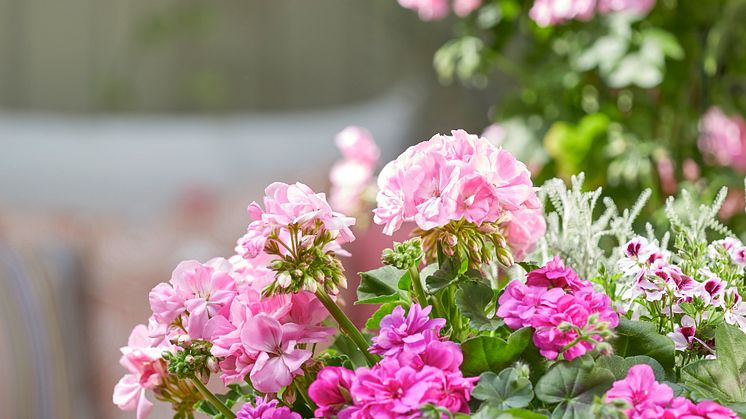Pelargoner är lättskötta och tacksamma. Perfekt för lata sommardagar. Foto: Blomsterfrämjandet/Pelargonium for Europe