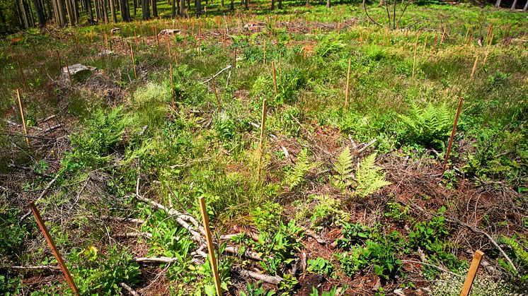 06_burgbad forstet auf_burgbad