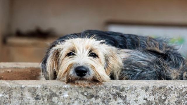 Syftet med undantaget är att hjälpa människor som flyr med sina egna sällskapsdjur. Det gäller däremot inte vid införsel av katter och hundar som samlats in vid räddningsinsatser, eller sändningar med adoptionshundar. Foto: Anne Dillner, Scandinav.