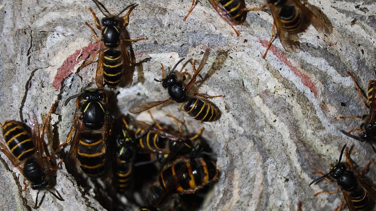 Nu invaderar getingarna Sverige – och de flyttar norrut
