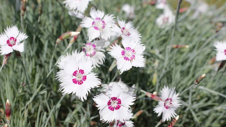Fjädernejlika, Dianthus plumarius 'Marieberg' nyhet 2014 Blomsterlandet